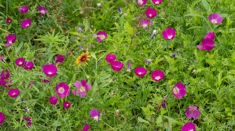 Blooming pink poppy mallow