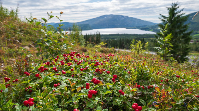 A field of red bearberry with a mountain in the background