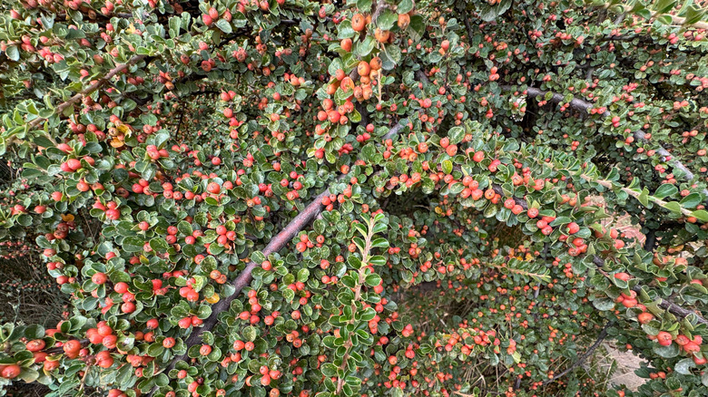 Red berries on a rock cotoneaster plant