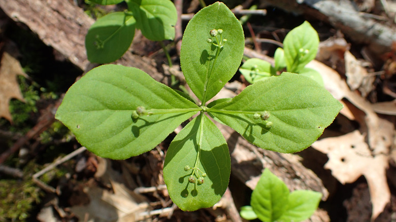A closeup of the leaves and buds on a running strawberry bush