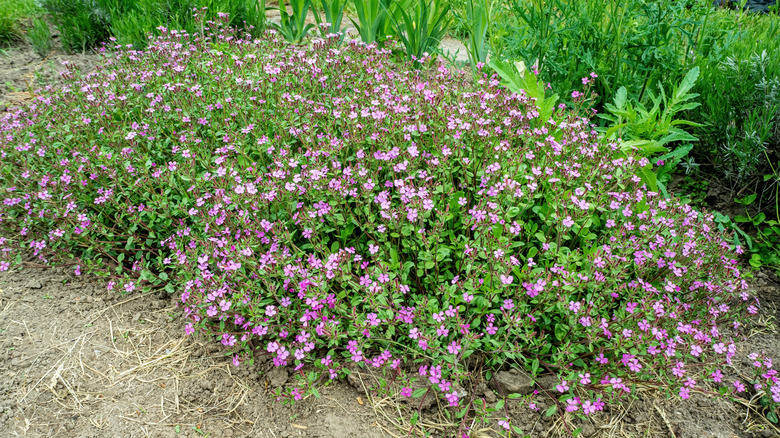 Soapwort ground cover in yard