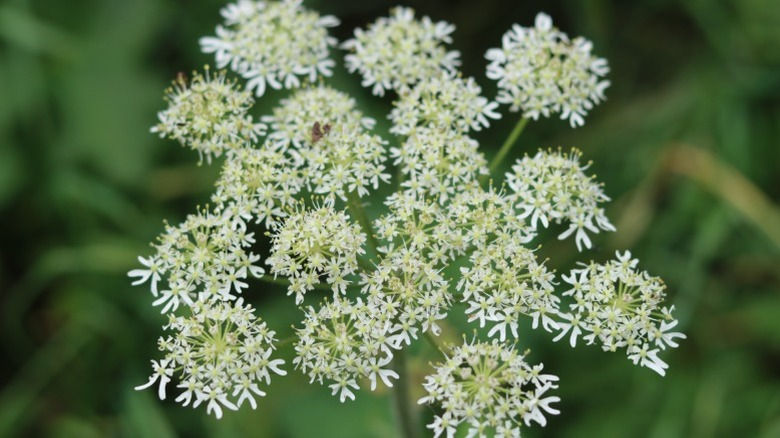 Closeup of angelica herb head in the wild