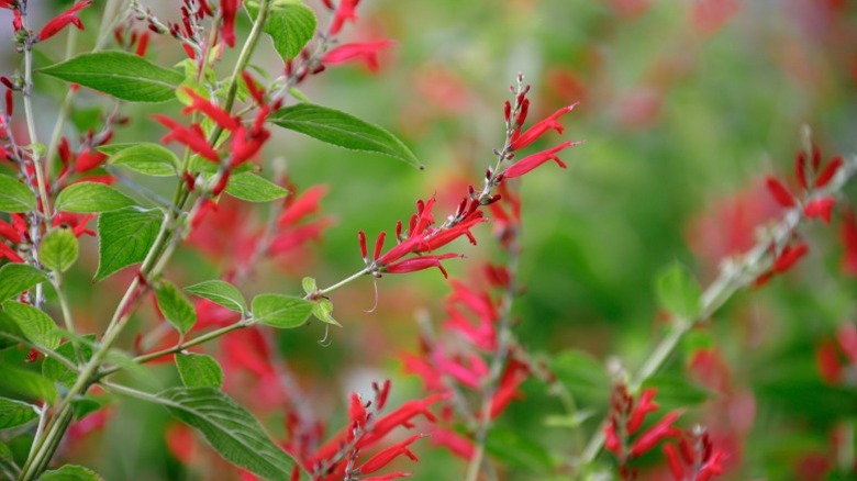 Bright red flowers of pineapple sage