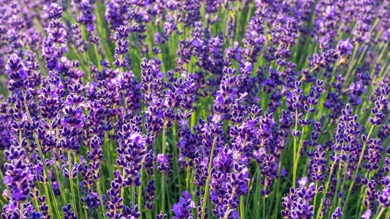 Purple flowering lavender growing in a garden