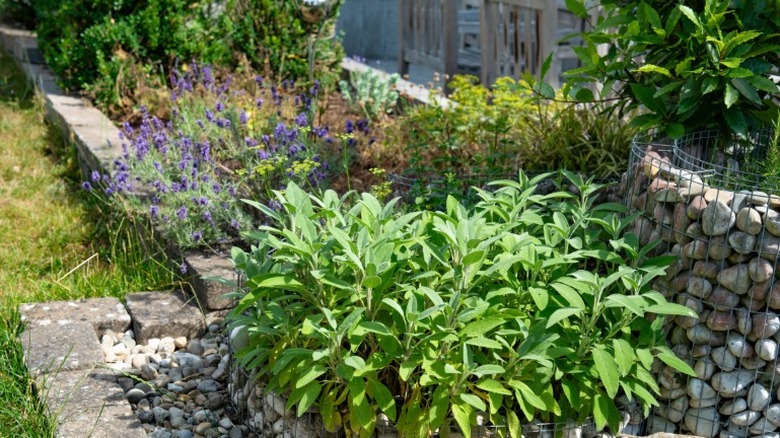 A large bunch of sage among an herb garden