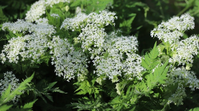 Closeup of delicate flowers of sweet cicely