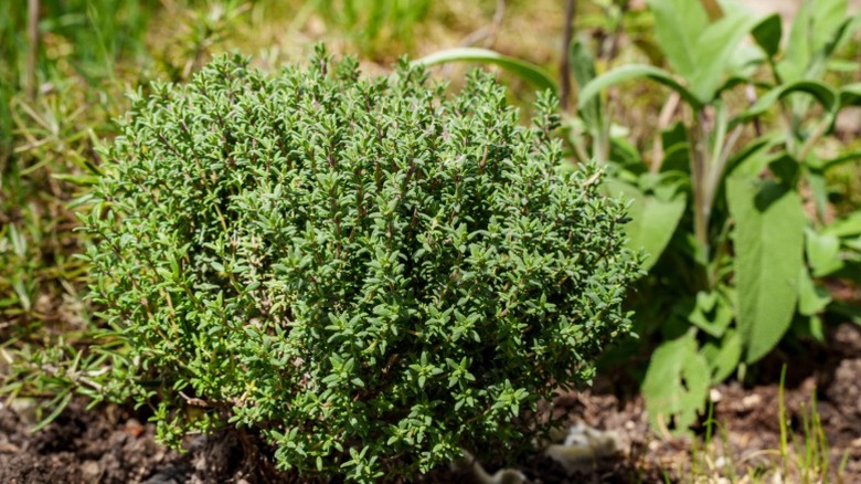 A low-growing bunch of thyme