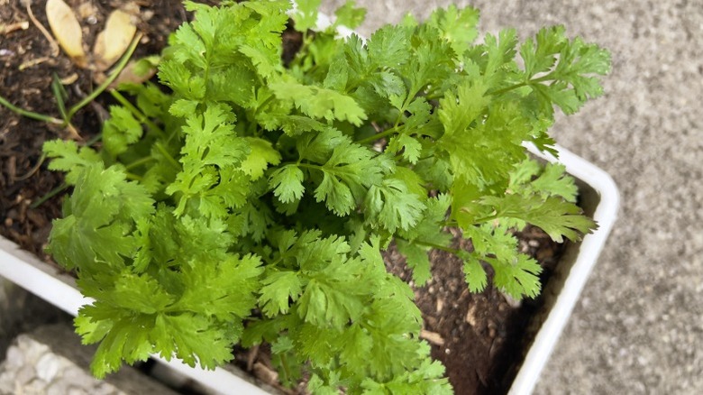 A pot of green cilantro