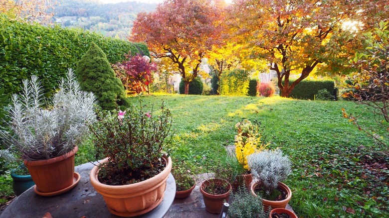 Potted herbs in an autumn garden setting