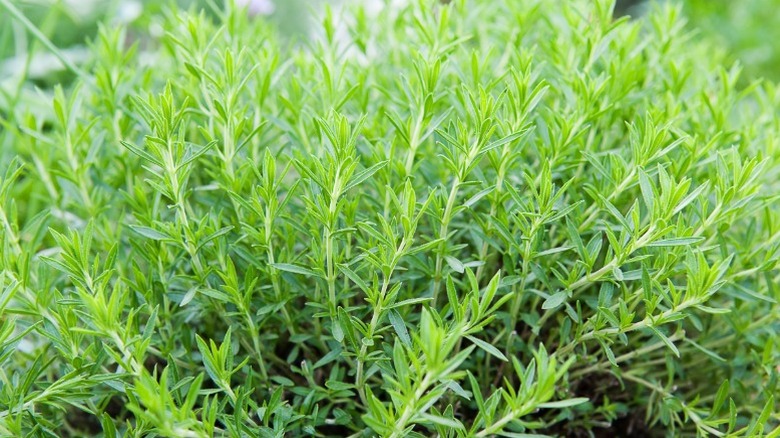 A big growth of French tarragon in garden