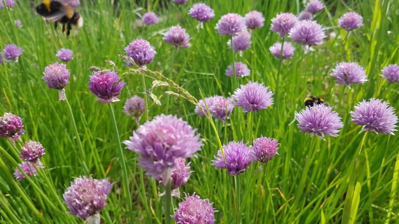A clump of chives growing in a garden