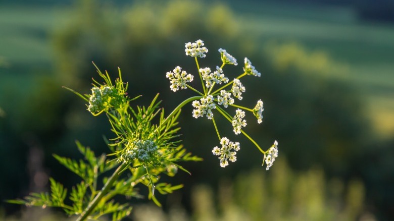 Closeup of a white caraway flower