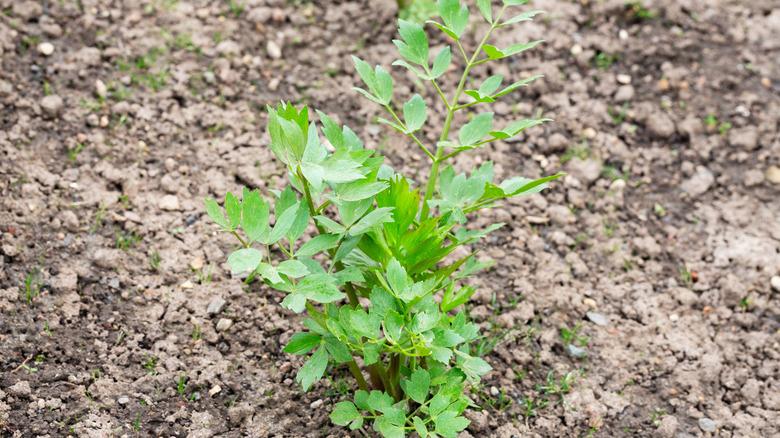 A large group of lovage growing