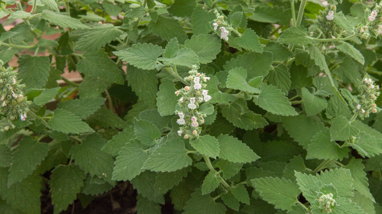 Catnip (nepeta cataria) with white flowers ready to harvest