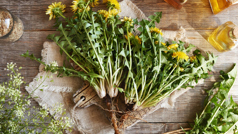 Dandelion plants harvested for herbal oils and tinctures