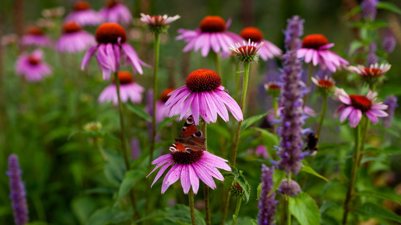 Purple coneflower in full bloom attracts pollinators