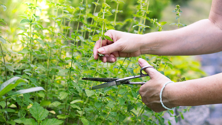 Person cutting herbs with scissors