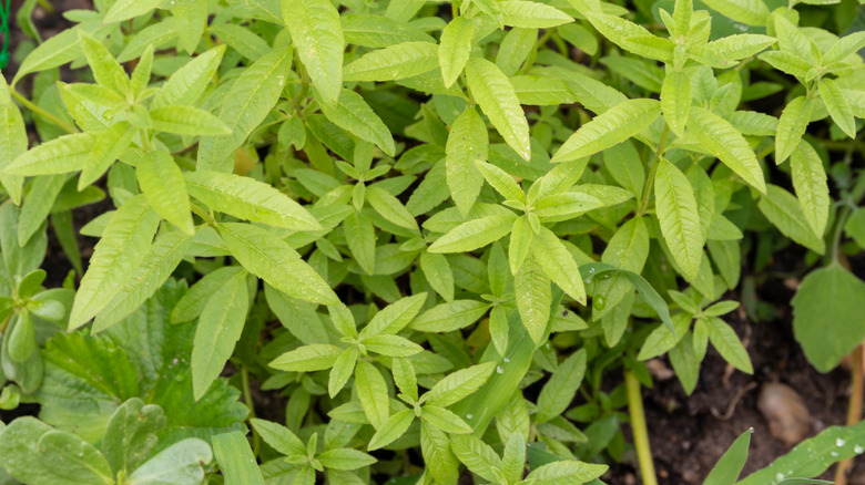 The slender leaves of lemon verbena