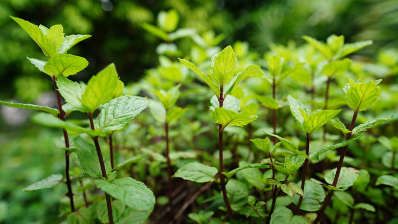 Mint growing vigorously before flowering