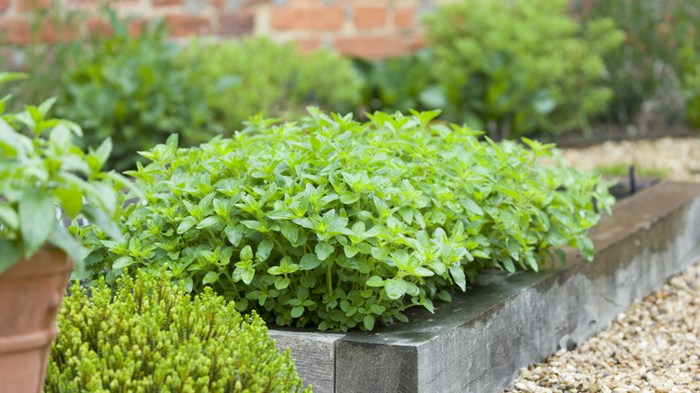 a neat wooden planter with oregano growing next to a sedum