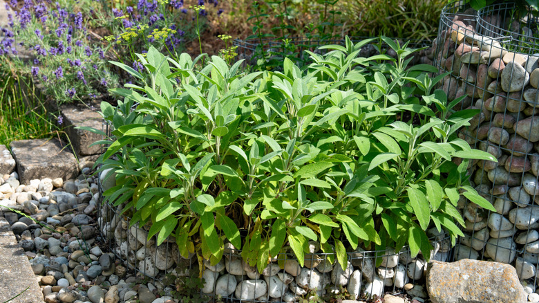 A neatly pruned garden sage plant