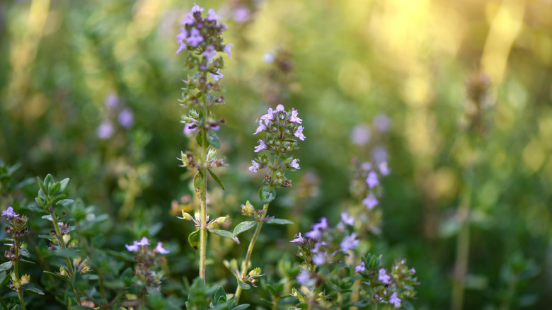 thymus vulgaris plant with white to purple flowers