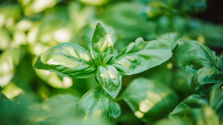 Closeup of basil foliage