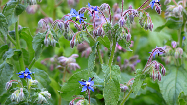 Flowering borage plant