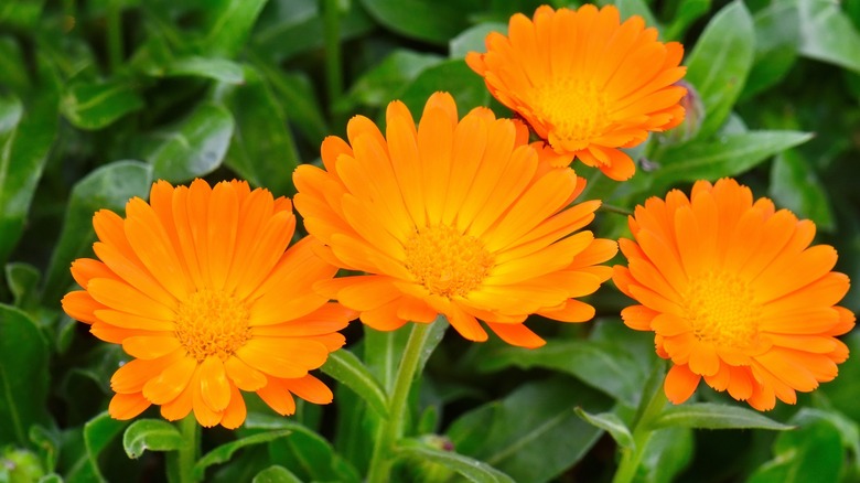 Orange calendula blooms in garden