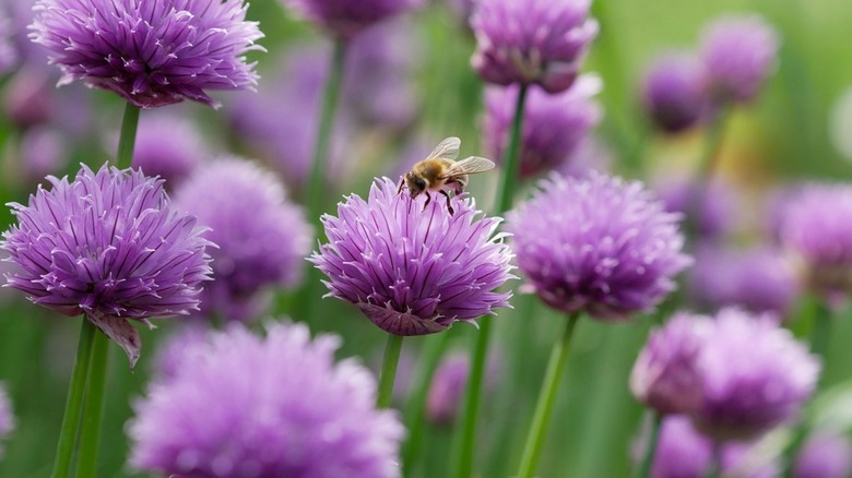 Flowering chives plants