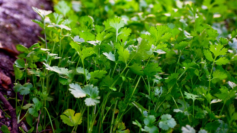 Cilantro growing in vegetable plot