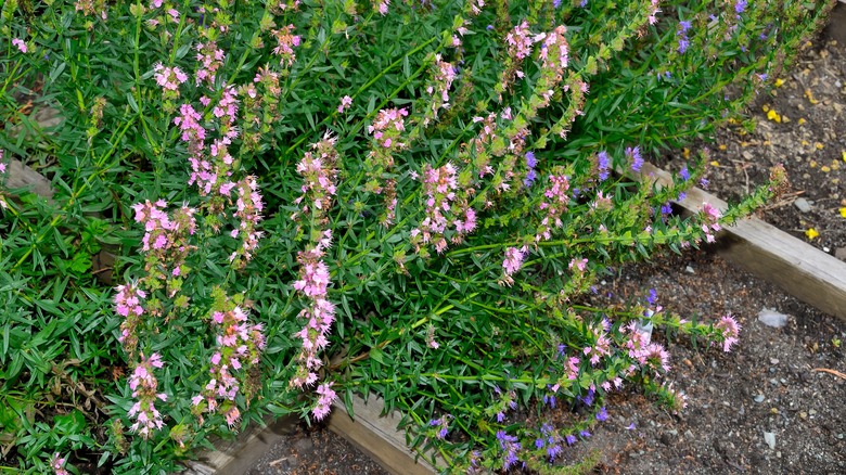 Hyssop bordering a path