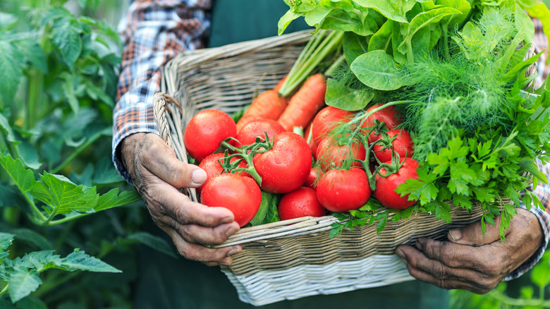 Tomato and herb harvest