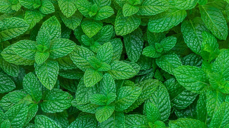 Closeup of mint leaves