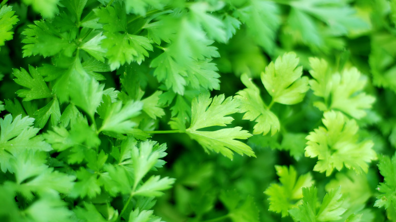 Closeup of parsley plant