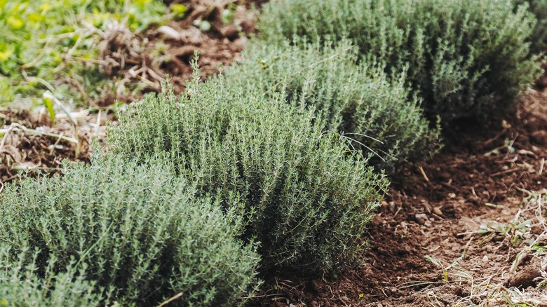 Thyme growing in a field