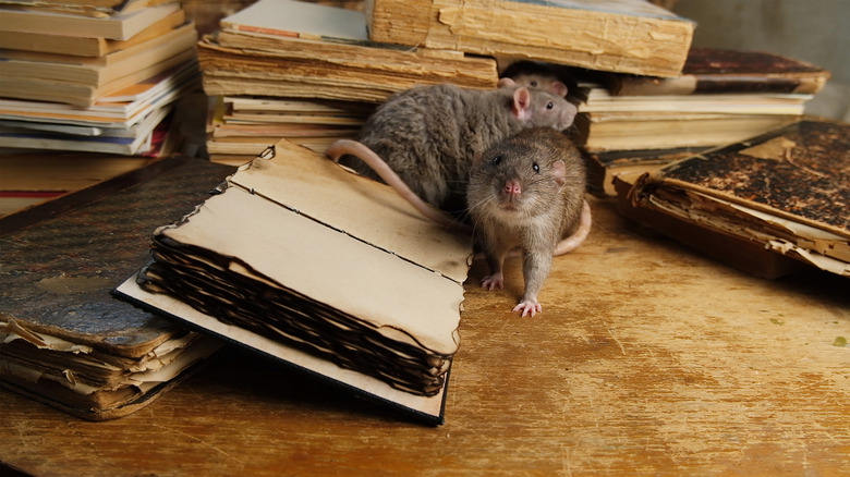 Two rats on a table
