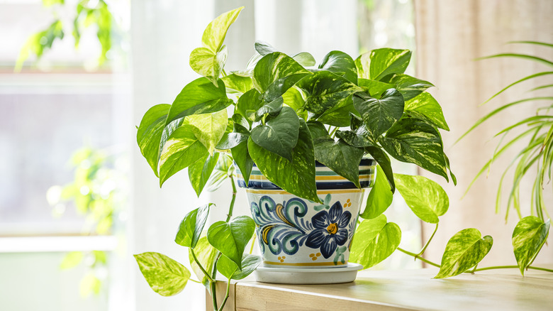 Pothos houseplant in a beautiful planter