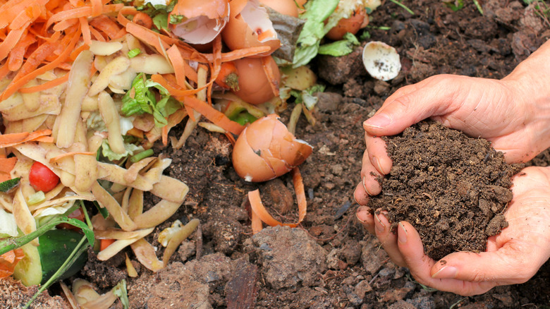 Food scraps in a compost soil