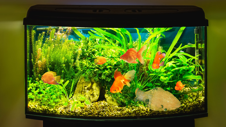 Fish tank full of gold fish