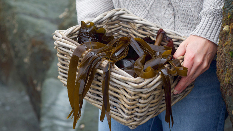 Carrying seaweed in a basket