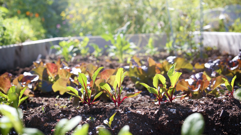 Sun shines through young beet greens growing.