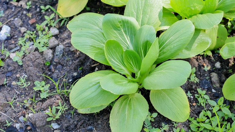 Young bok choy grows in a garden.