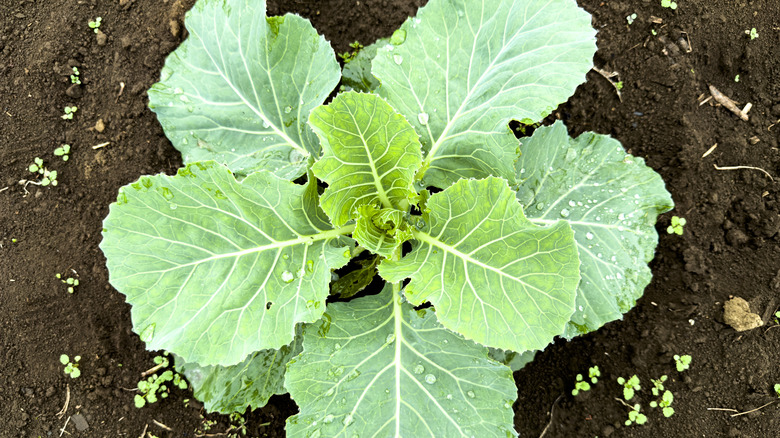 Collard greens grow in a garden.