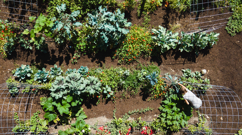 A person works diligently in a late season vegetable garden.