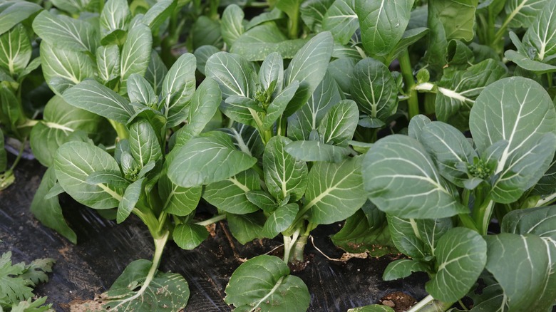 Komatsuna grows in a garden.
