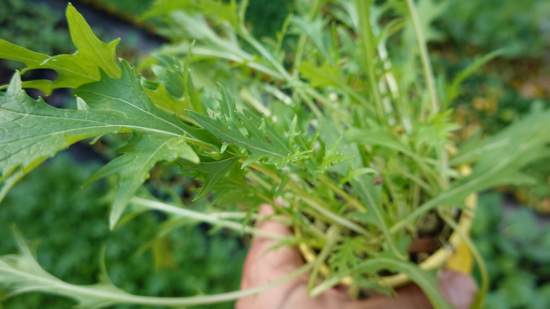 A hand holds a small pot filled with growing mizuna.