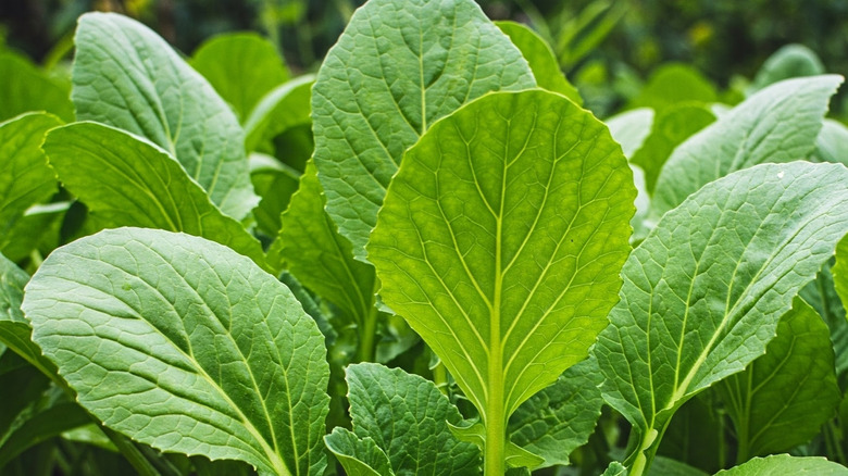 Young mustard greens grow in a garden.