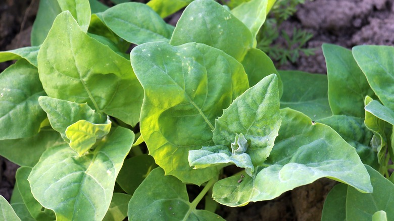 Orach grows in a garden.