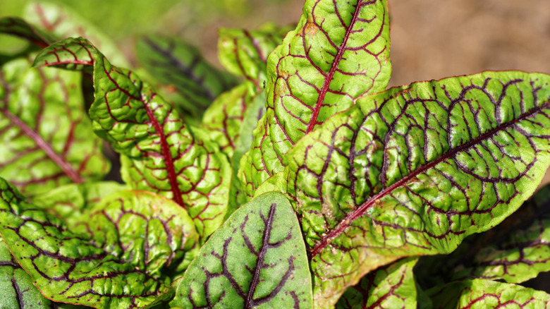 Red-veined sorrel leaves grow in a garden.